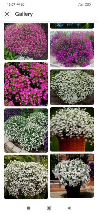 %E0%B6%9A%E0%B6%B1%E0%B7%8F%E0%B6%A7%E0%B7%94%20%E0%B7%80%E0%B6%9C%E0%B7%8F%E0%B7%80%E0%B6%A7%20%E0%B7%84%E0%B7%9C%E0%B6%AF%E0%B6%B8%20%E0%B7%80%E0%B7%92%E0%B7%83%E0%B6%AF%E0%B7%94%E0%B6%B8%20High%20calsimag%20200g%20pack%20fertilizer%20-%20Image%204