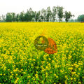 Premium Brown Mustard Seeds (Rai Dana / Sarson Ke Beej) 90g – Whole Mustard for Pickles & Cooking – Authentic Pakistani Spice. 