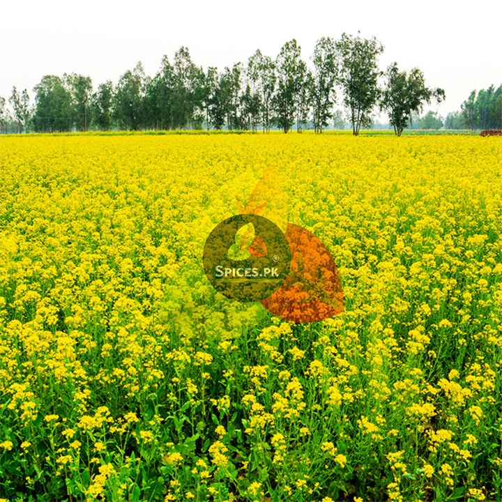 Premium%20Brown%20Mustard%20Seeds%20(Rai%20Dana%20/%20Sarson%20Ke%20Beej)%2090g%20%E2%80%93%20Whole%20Mustard%20for%20Pickles%20&%20Cooking%20%E2%80%93%20Authentic%20Pakistani%20Spice%20-%20Image%207