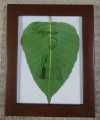 Customized Engraved Name and Photo in Natural Leaf with Frame for Gift,Happy birthday,Wedding and Anniversary Gift. 