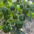 20 Seeds Bell Pepper Capsicum loose Seeds. 