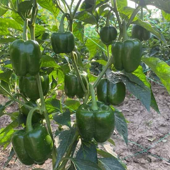 20%20Seeds%20Bell%20Pepper%20Capsicum%20loose%20Seeds%20-%20Image%203