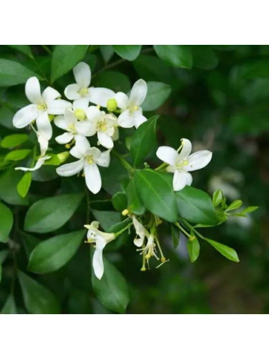 Atteriya%20Flower%20Plant%20-%20Image%202