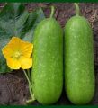 Desi Chal kumra 20 seeds.(Repack & include gift- 3 items.). 