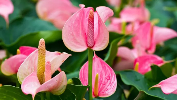 lady%20jane%20anthurium%20plant%20,%20farmerlk%20-%20Image%203