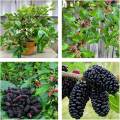 Healthy Mulberry Plant | Easy to Grow Fruit Plant. 