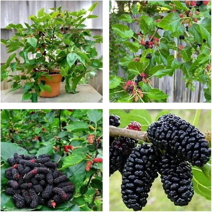 Healthy%20Mulberry%20Plant%20%7C%20Easy%20to%20Grow%20Fruit%20Plant%20-%20Image%203