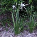 Qty. 2 Bulb Umbrella White Flower Lilly Live Plant. 