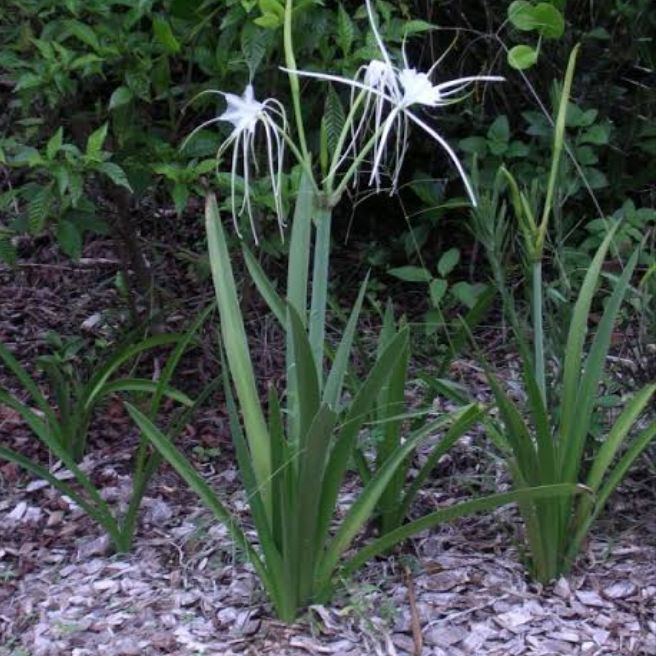 Qty. 2 Bulb Umbrella White Flower Lilly Live Plant