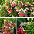 Rangoon Creeper / Jhumka Bail / Sehra Bail Live Plant. 
