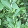 Curtain Creeper,Green Paradise,Easy Care Plant without pot. 