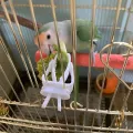 Cute Small Pet Bird Food Holder Parrot Fruits Vegetables Clip Cuttlefish Bone Feeder Device Clamp Bird Cage Accessories Oiseaux. 