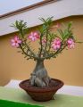 Adenium desert rose exclusive automated bonsai for garden. 