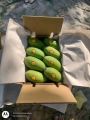 Sindhri Mango 🥭 Export Quality. 