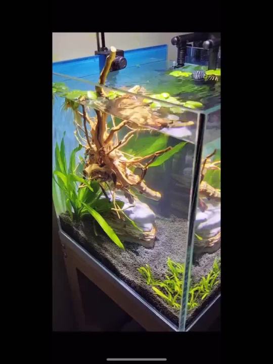 7-26CM 4 Sizes Driftwood Cuckoo Roots Dead-wood Tree Trunk Landscape Creative Reptile Cylinder Fish Tank Ornament Aquarium Decor