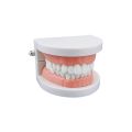 1pcs Cheap Standard Dental Model Teeth Teaching Model Plastic Teeth Model For Dentist Dental Students Studying Education Display. 