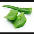 Original An Natural Aloe Vera Leaves Big 4 Leaves Full Of Fresh Natural Grown In Home Full Organic Aleo Vera Plant. 