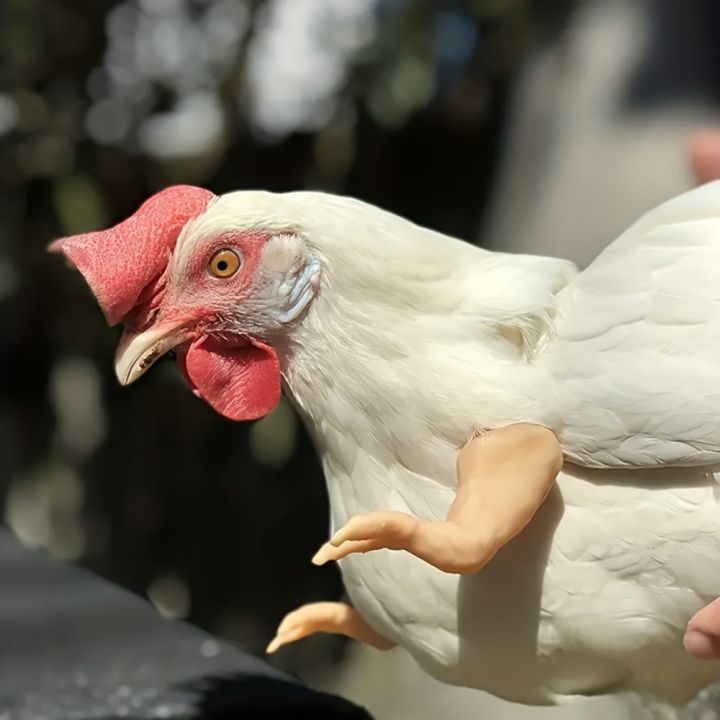5-1PCS%20Chicken%20Giant%20Arm%20Decoration%20Pet%20Toy%20Dinosaur%20Forelimbs%20Fun%20Decoration%20Fighting%20Chicken%20Muscle%20Arm%20Chicken%20Accessories%20-%20Image%203