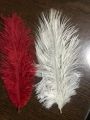 octrich feather. 