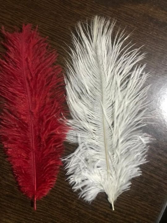 octrich feather