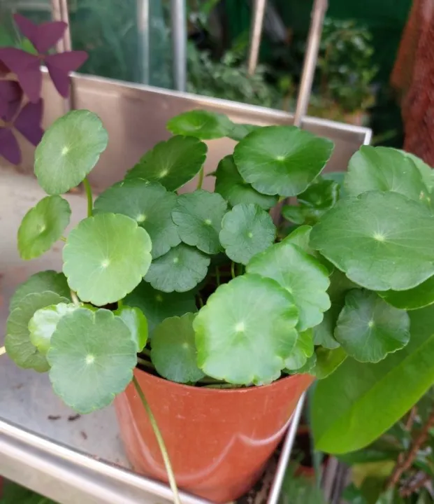 Pennywort%20plant%20indoor%20plant%20and%20outdoor%20plant%20%201%20piece%20-%20Image%202