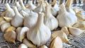 NARC G1 Garlic Dry Seed (200grams). 