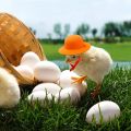Funny Chicken Top Hat - Elegant Show Costume Accessory for Chickens, Roosters, Ducks, Parrots & Hamsters. 