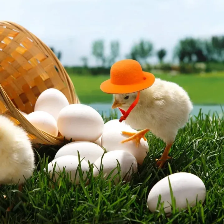 Funny%20Chicken%20Top%20Hat%20-%20Elegant%20Show%20Costume%20Accessory%20for%20Chickens,%20Roosters,%20Ducks,%20Parrots%20&%20Hamsters%20-%20Image%205