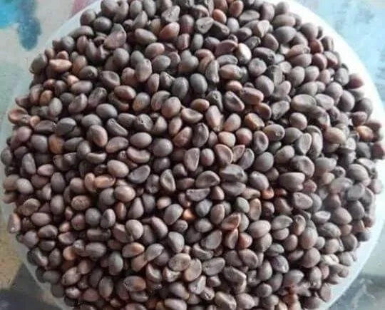 collard%20greens%2020%20gm%20-%20Image%204