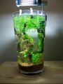 Glass cylinder for betta fish , mini plant terrarium, fish bowl / aquarium / Fish tank /cylinder. 