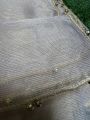 Golden and silver masoori Dupatta. 
