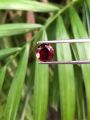 Red Garnet. 