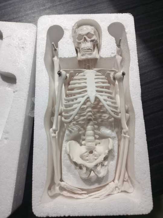 Mini%20Skeleton%20For%20student%20%20-%20Human%20Skeleton%20Model%20for%20Anatomy%20Anatomical%20Skeleton%20Human%20Skeleton%20Anatomy%20Skeleton%20Model%2017in%20-%20Image%202