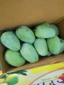 Sindhri Mango 🥭 Export Quality. 