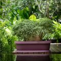 72cm Diameter,20cm Height Phoenix GRO flower pot With Tray,XL,High Quality Plastic,No break,Attactive pot for Town home Gardening,available with tray for collect remaining water,more power and look for your home Gardens. 