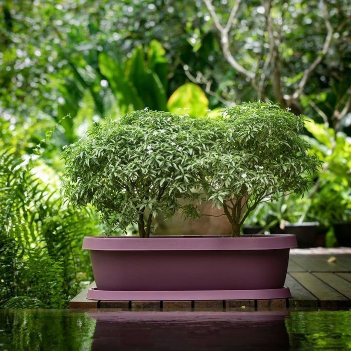 72cm Diameter,20cm Height Phoenix GRO flower pot With Tray,XL,High Quality Plastic,No break,Attactive pot for Town home Gardening,available with tray for collect remaining water,more power and look for your home Gardens
