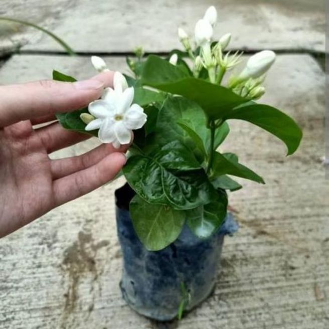 Jasmine/Motia%20%20Flower%20small%20Plant%20-%20Image%203
