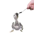 2PCS Portable baby bird feeding water spoon bird parrot feeding spoon stainless steel water milk powder feeder spoon bird food. 