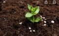 කනාටු වගාවට හොදම විසදුම High calsimag 200g pack fertilizer. 
