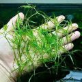 Guppy Grass / Naja grass aquatic plant, aquarium low tech plant decor. 