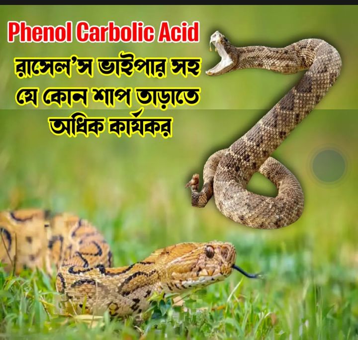 PHENOL, Carbolic Acid for Snake Repellent