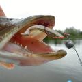 50pcs/box Fishing Lure T Tail Spinner Soft Artificial Bait Paddle Tail Soft Worm Carp Bass Freshwater Fishing Tackle Accessories.