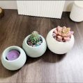 Round cactus or succulent plantable vase. 