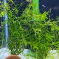 Guppy Grass / Naja grass aquatic plant, aquarium low tech plant decor. 