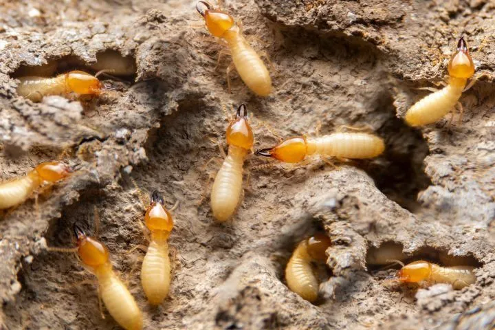 Termite%20Treatment%20/%20Anti%20Termite%20Works%20Per%20Square%20Feet%20-%20Image%202