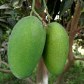 White Chaunsa mango fresh fruit   famous gift of Shujaabad mango. 