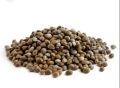 Hemp seed | Bhang | Tukhum e bhang | 500 grams pack | hemp seeds for birds and human | bird food | best for summer | بھنگ | بھنگ کے بیج| بھنگ ا دانہ. 