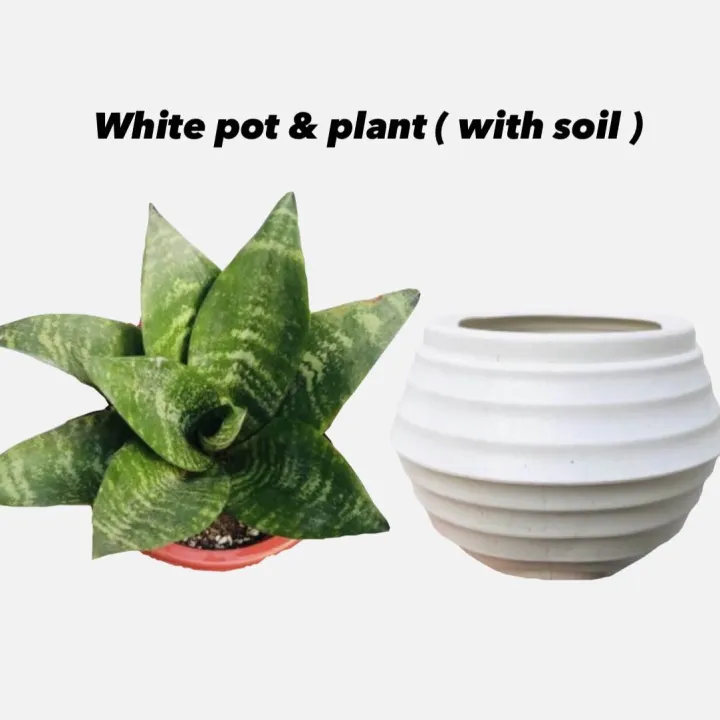 Dwarf%20Snake%20Plant%20live%20with%20pot%20and%20soil%20-%20live%20indoor%20plants%20with%20pot%20_%20Air%20purifier%20plant%20(%20Bird%E2%80%99s%20nest%20senseveria%20)%20-%20Image%207