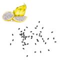 Fresh and original Dragon fruit seeds pack of 30 seeds. 