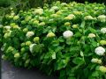 Hydrangea Green. 